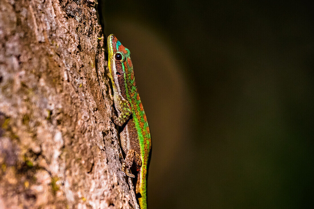 A distinctive Green Mountain Gekko on a tree in Black River Gorges National Park in Mauritius, Indian Ocean