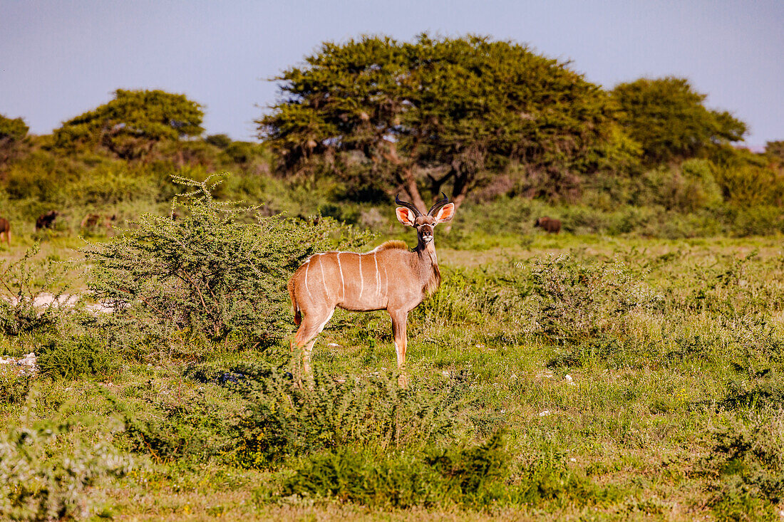 Ein Impala als afrikanische Antilope steht und beobachtet im Grasland des Etosha Nationalpark in Namibia, Afrika