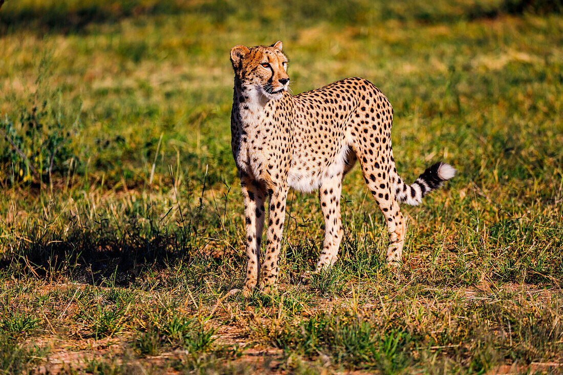 A cheetah as the fastest big cat - also called cheetah - in a cheetah sanctuary in Namibia