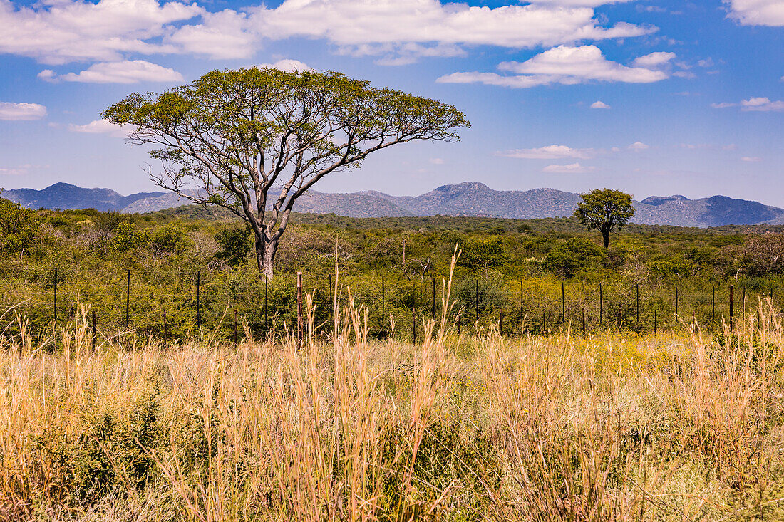 Eine große und markante einzelne Schirmakazie in der Savanne von Namibia, Afrikas