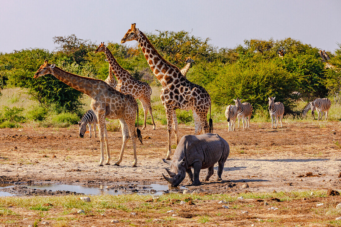 Einige Giraffen und Zebras sowie ein Nashorn treffen sich im Etosha Nationalpark in Namibia an einer Wasserstelle zum Trinken, Afrika