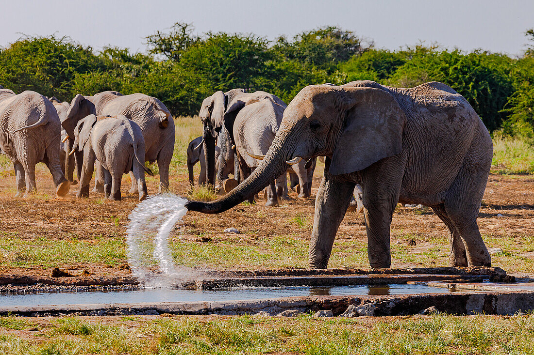 Ein Elefant spritzt mit seinem Rüssel Wasser einer Wasserstelle umher, Etosha-Nationalpark, Namibia, Afrika