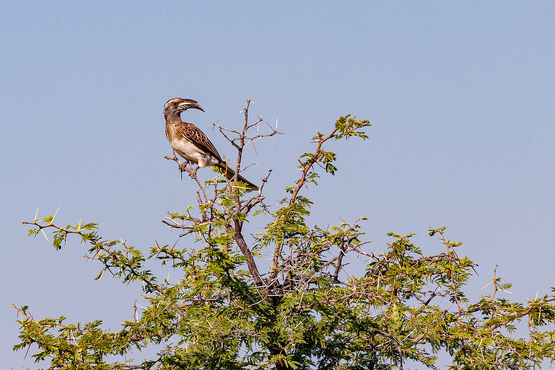 A distinctive Gray Toco perches on an acacia tree with many thorns in Etosha National Park in Namibia, Africa