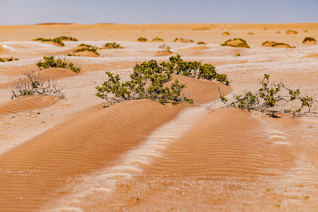 Ein Dollarstrauch zwischen dem Sand der Namib Wüste in bei Swakopmund, Namibia, Afrika