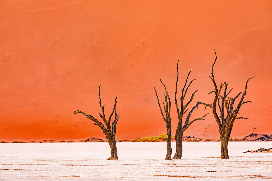 Dead trees in Dead Vlei in the Namib Desert near Sossusvlei, Namiba, Africa