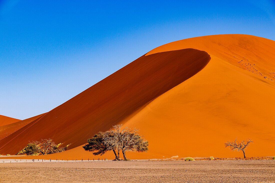Dry trees in front of the huge sand dune 42 against a blue sky, Sossusvlei, Namib-Naukluft National Park, Namibia, Africa