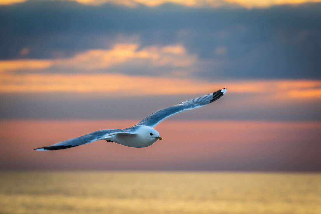 Seagull in flight at sunset, , Heiligenhafen, Baltic Sea, Ostholstein, Schleswig-Holstein, Germany