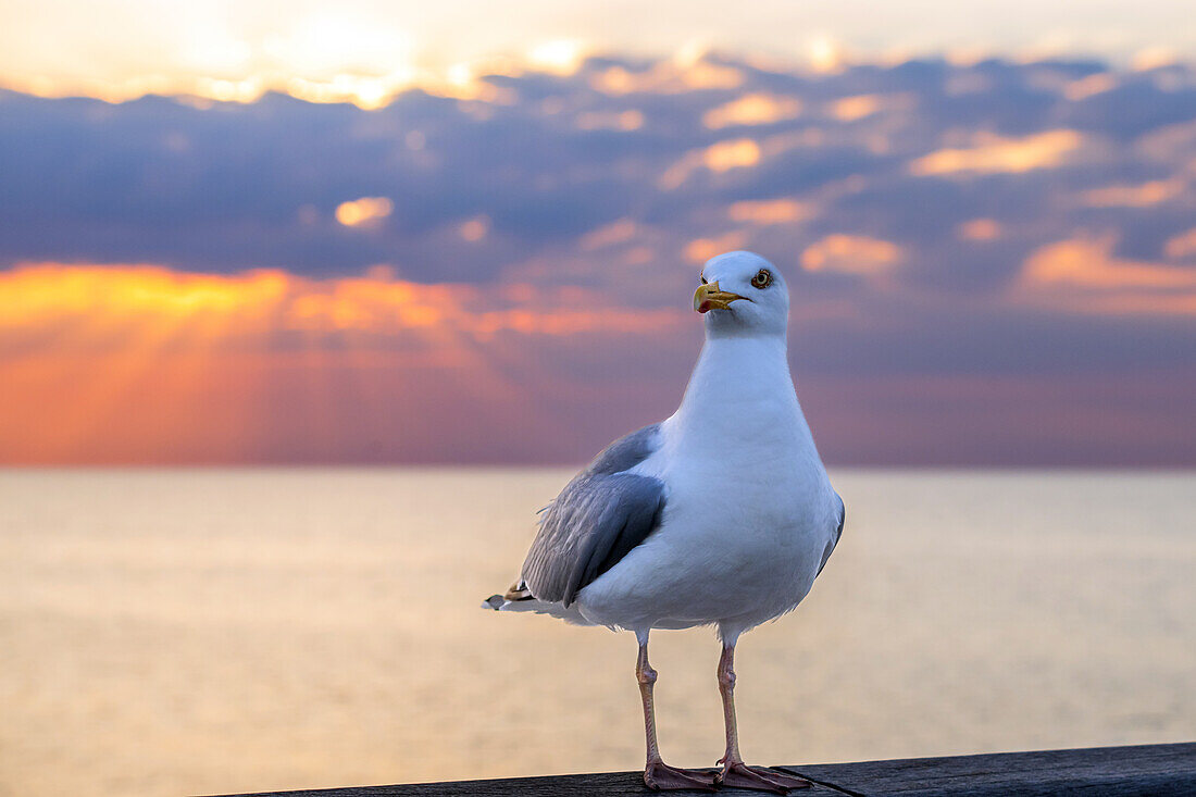 Seagull on the Seebruecke in Heiligenhafen, evening light, Baltic Sea, Ostholstein, Schleswig-Holstein, Germany