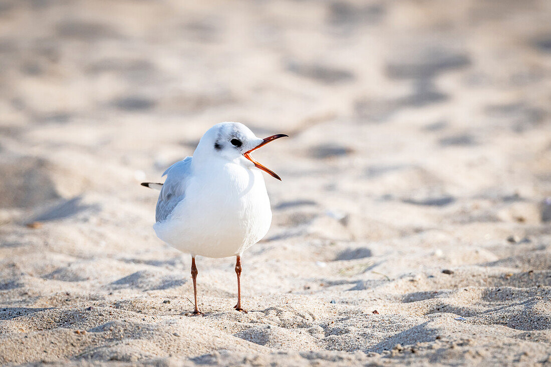 Seagull with open beak on the sand, beach