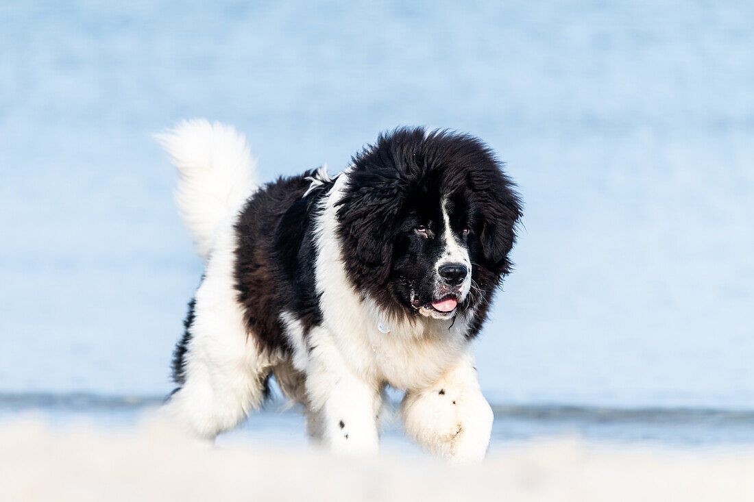 Dog on the Baltic Sea, Heiligenhafen, Baltic Sea, Ostholstein, Schleswig-Holstein, Germany