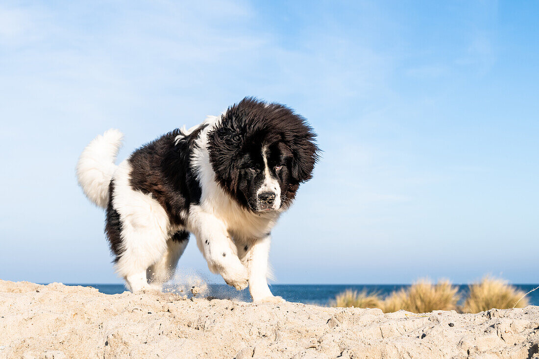 Dog on the Baltic Sea, Heiligenhafen, Baltic Sea, Ostholstein, Schleswig-Holstein, Germany