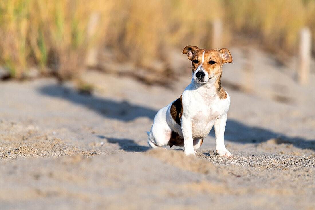 Dog Jack Russel at the Ostseestand, Ostholstein, Baltic Sea, Schleswig-Holstein, Germany