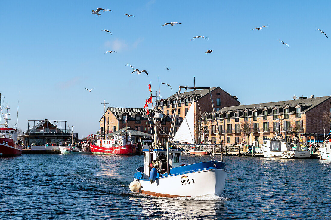 Fishing cutter in the port of Heiligenhafen, Baltic Sea, fishing, cutter, Ostholstein, Schleswig-Holstein