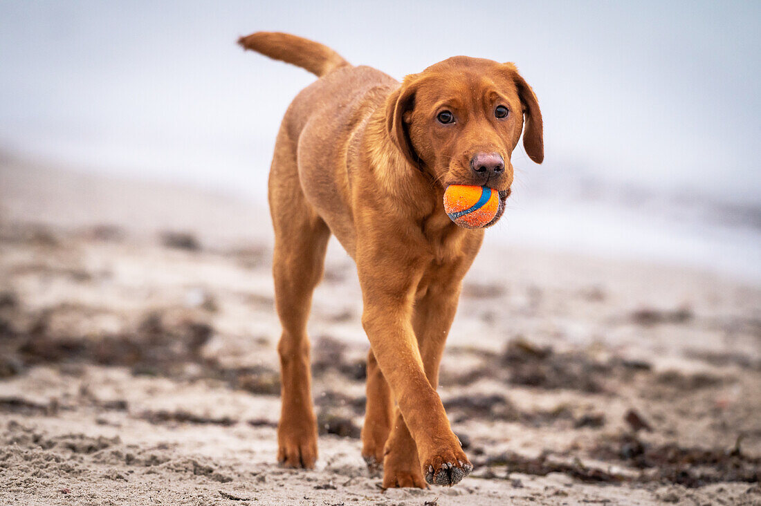 Labrador playing ball on the Baltic Sea beach