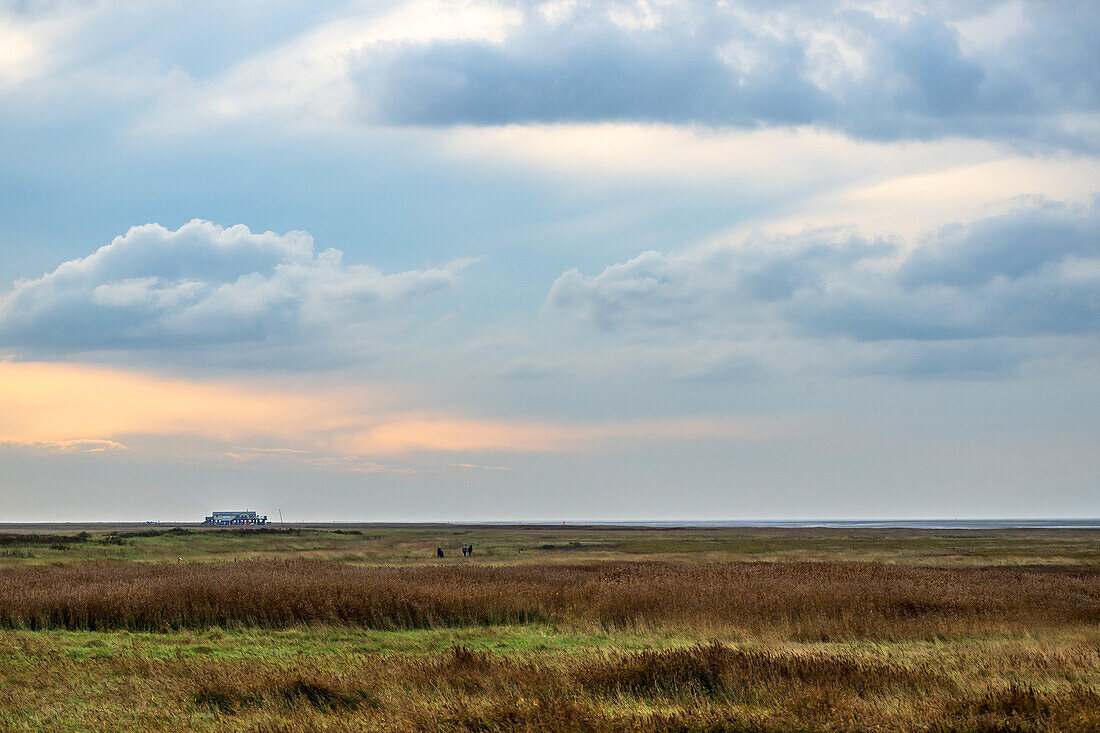 View of the salt marshes on the North Sea, Sankt-Peter-Ording, North Friesland, Schleswig-Holstein, Germany