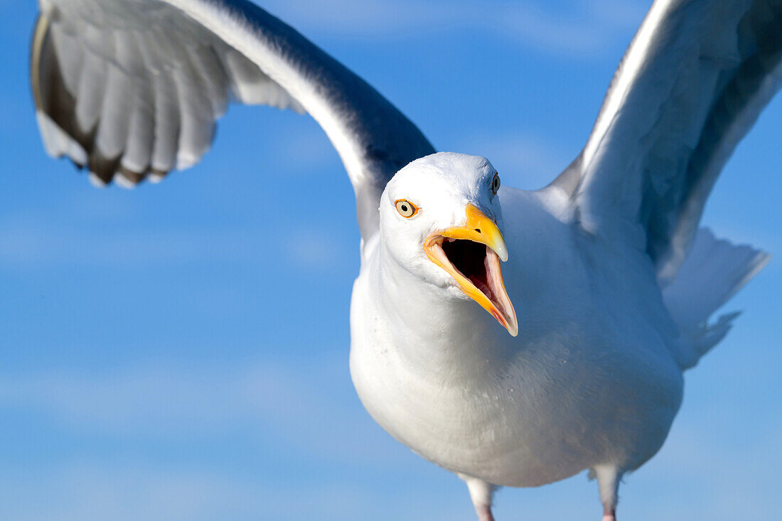 Seagull in flight with beak open