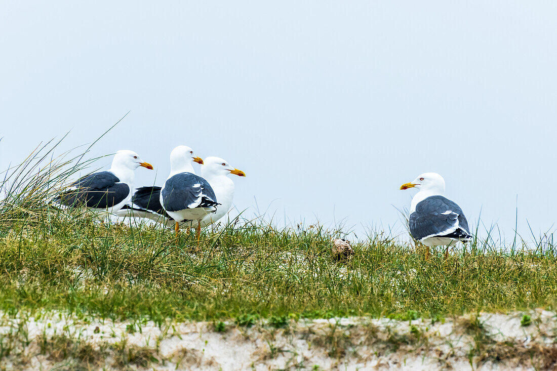 Seagulls on the dunes, Heligoland, North Sea, island, Schleswig-Holstein, Germany