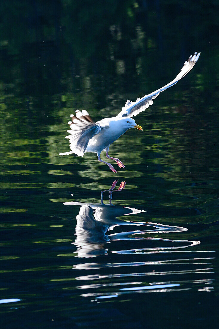 Möwe im Landeanflug, Schleswig-Holstein, Deutschland