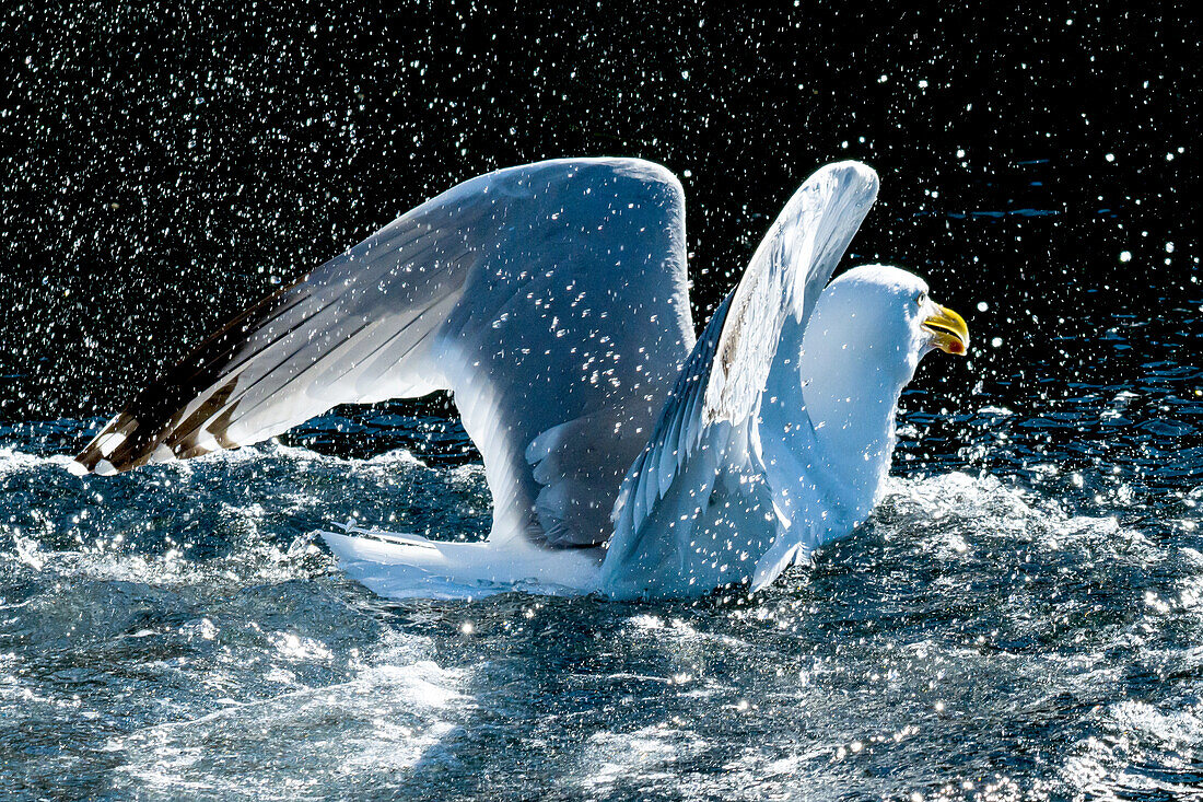 Seagull in thousands of water drops