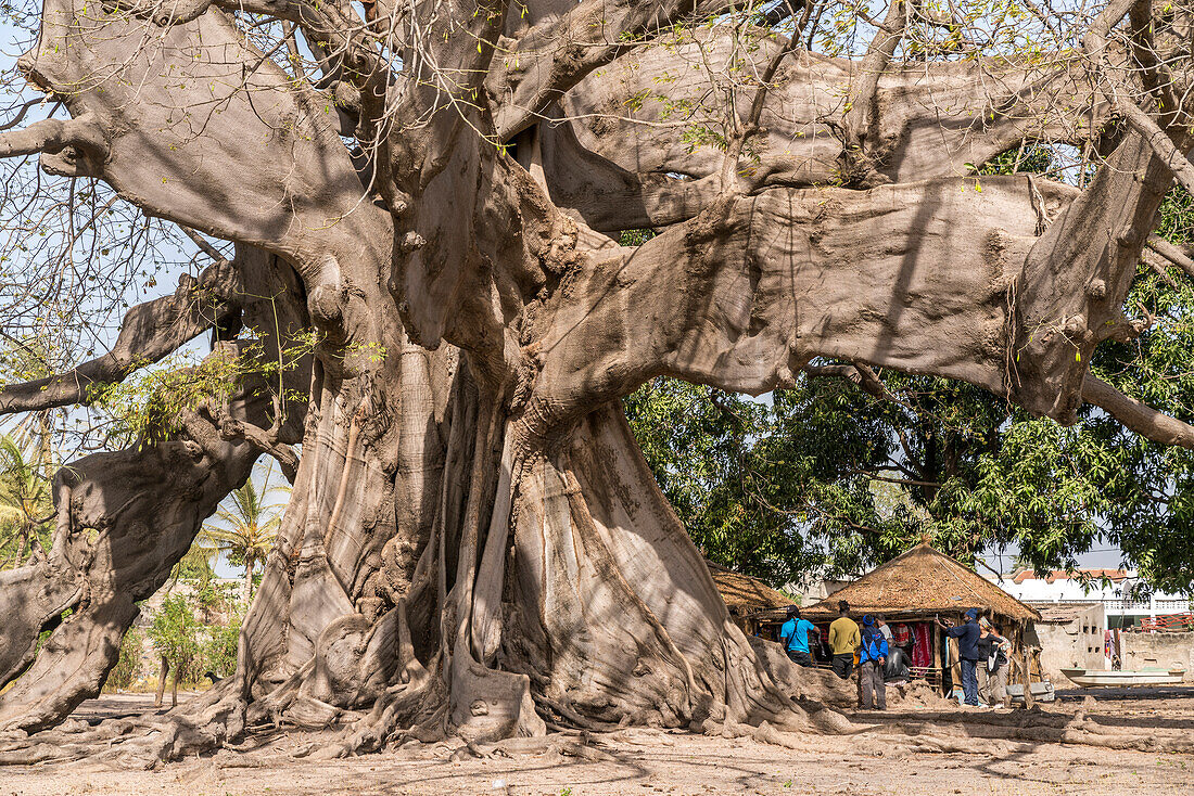Riesiger uralter Kapokbaum in Missirah, Sine Saloum Delta, Senegal, Westafrika