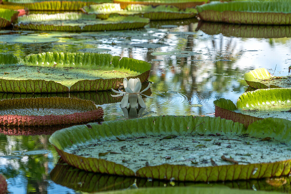 Pond with giant water lilies Victoria amazonica Pamplemousses Botanical Garden, Mauritius, Africa