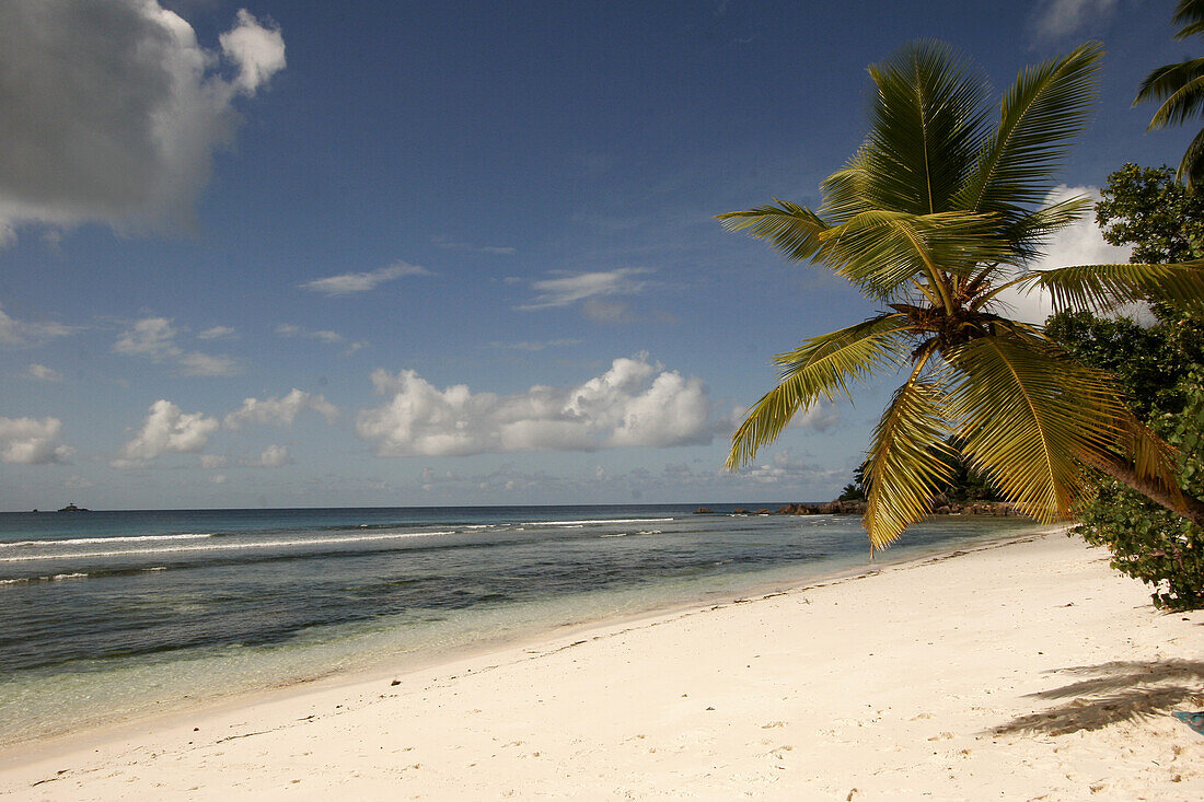 Kokospalme am Strand Anse Severe auf der Insel La Digue, Seychellen, Afrika