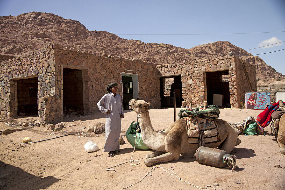 bedouin and his camel in Saint Katherine or El Miga village, Sinai, Egypt, Africa,