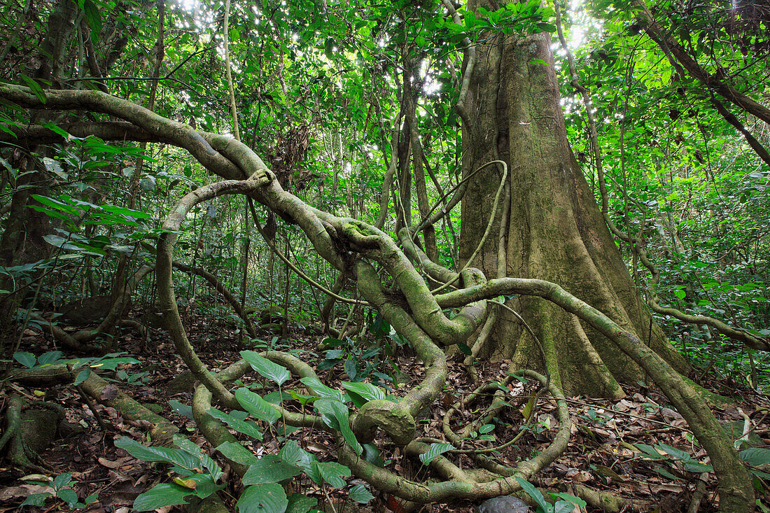 Unterholz des tropischen Regenwaldes, Lobeke Nationalpark, Kamerun