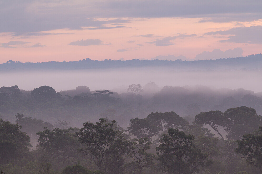 Galeriewald im Nebel, Ruvubu Nationalpark, Burundi