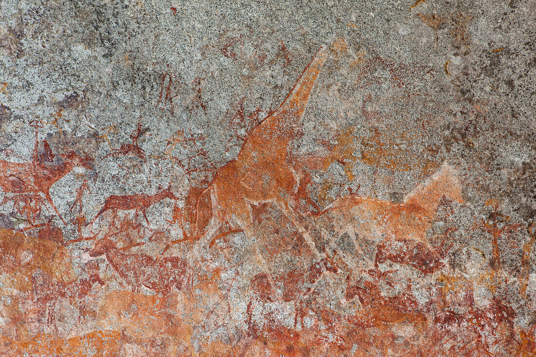 Südliche Giraffe (Giraffa giraffa) und andere Wildtiere, die auf Felsmalereien der San-Buschmänner abgebildet sind, die auf etwa 2000 Jahre geschätzt werden, Nswatugi-Höhle, Matobo-Nationalpark, Simbabwe