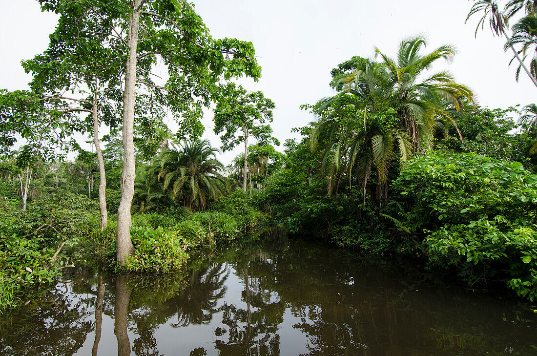 Regenwald rund um den Fluss Lekoli, Demokratische Republik Kongo