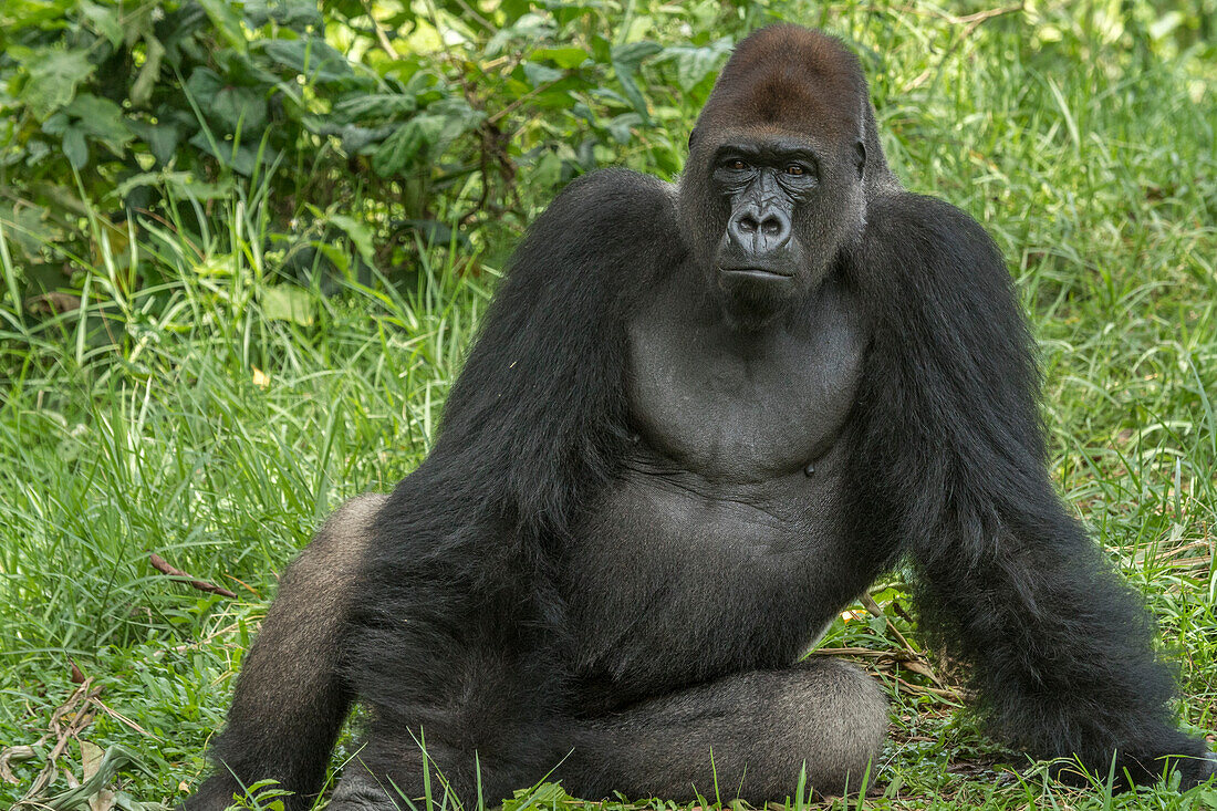 Westlicher Flachlandgorilla (Gorilla gorilla gorilla) Silberrücken, Limbe Wildlife Centre, Kamerun
