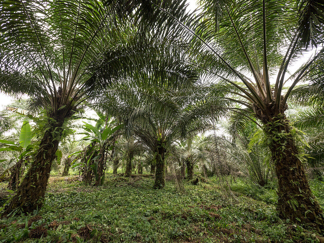 Afrikanische Ölpalme (Elaeis guineensis) kleine Plantage im Regenwald, Westkamerun