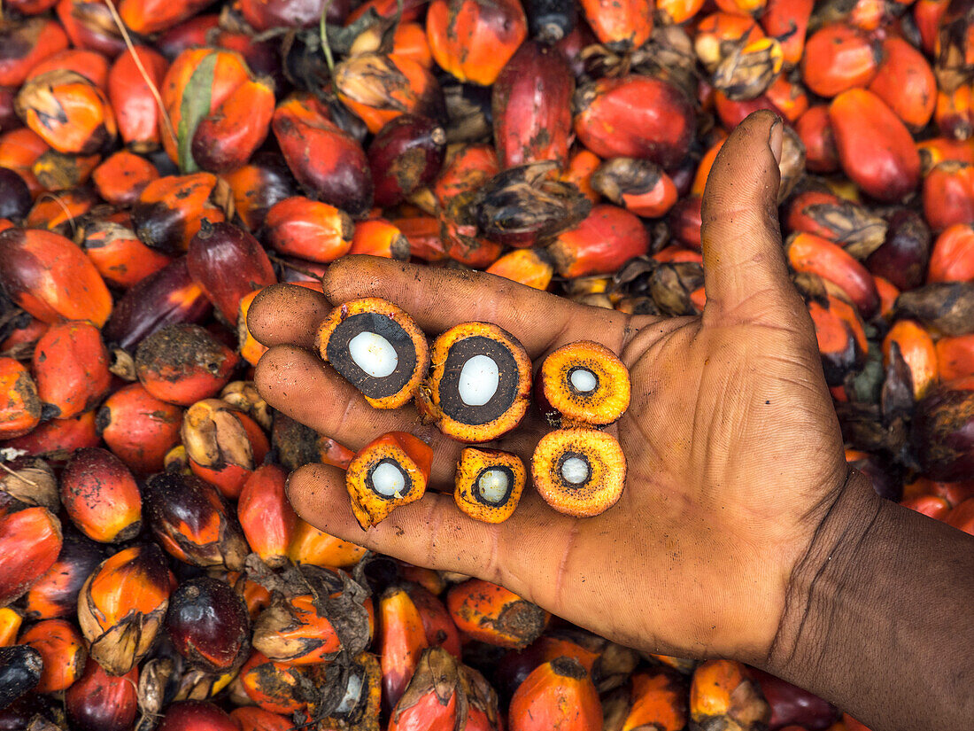 Afrikanische Ölpalme (Elaeis guineensis) Früchte, die in einer kleinen Plantage im Regenwald im Westen Kameruns geerntet werden