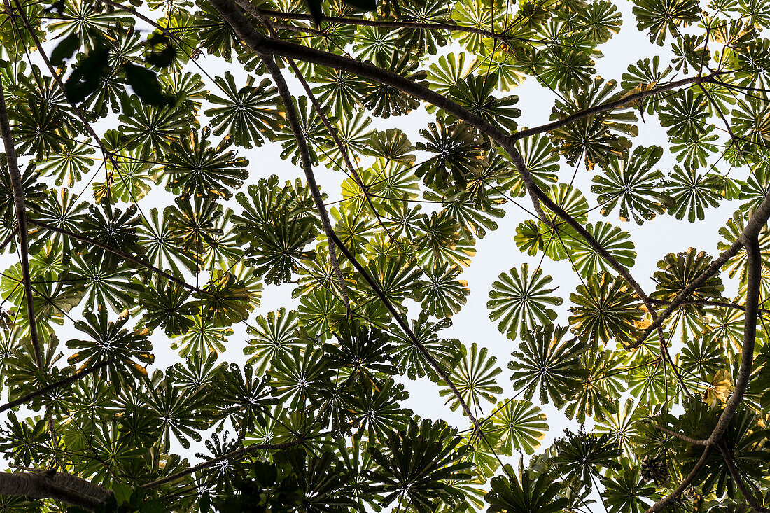 Afrikanisches Korkholz (Musanga Cecropioides) Baldachin, Salonga Nationalpark, Demokratische Republik Kongo