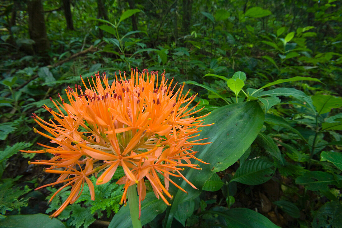 Afrikanische Blutlilie (Haemanthus sp) Blume im Regenwald, Insel Bioko, Äquatorialguinea
