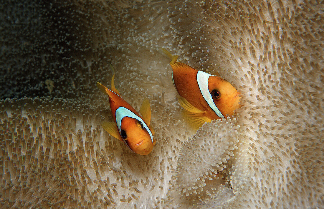 Zwei Twobar-Anemonenfische, Amphiprion bicinctus, Dschibuti, Dschibuti, Afar-Dreieck, Golf von Aden, Golf von Tadjourah, Afrika