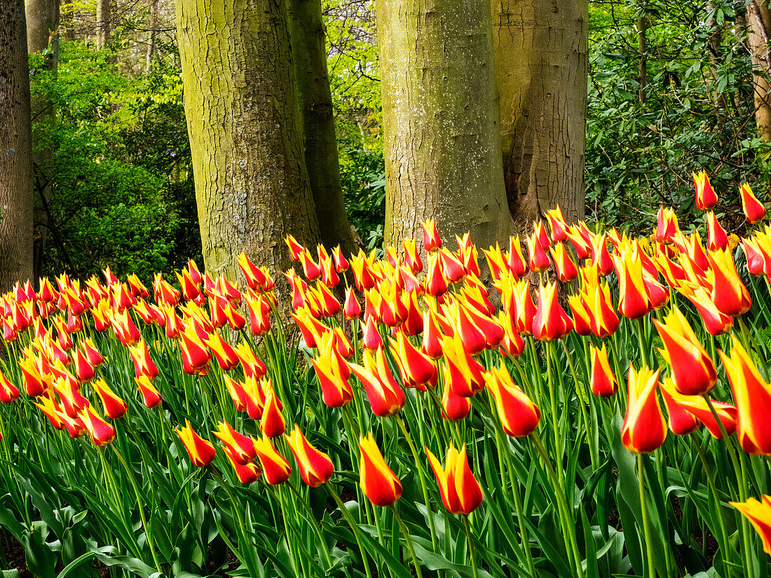 Keukenhof-Gärten mit Tulpenblüten, Lisse, Niederlande