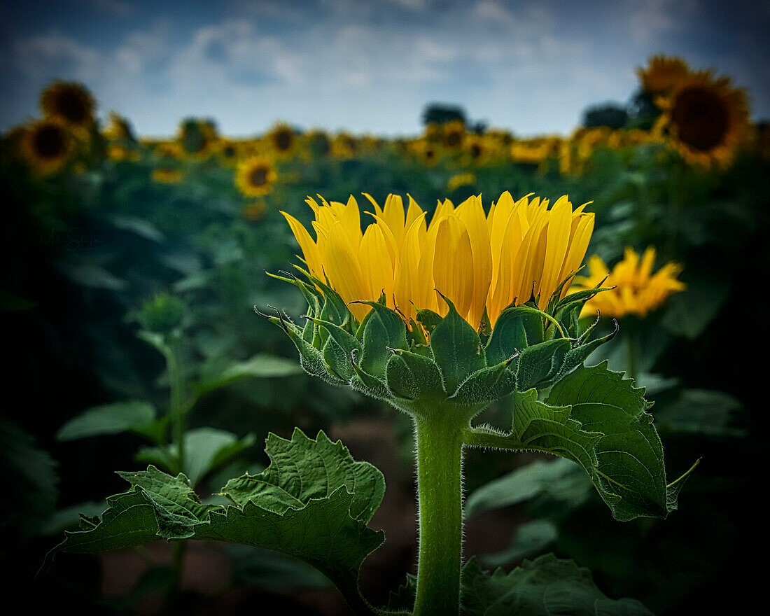 Sunflower being different than the rest of the field.