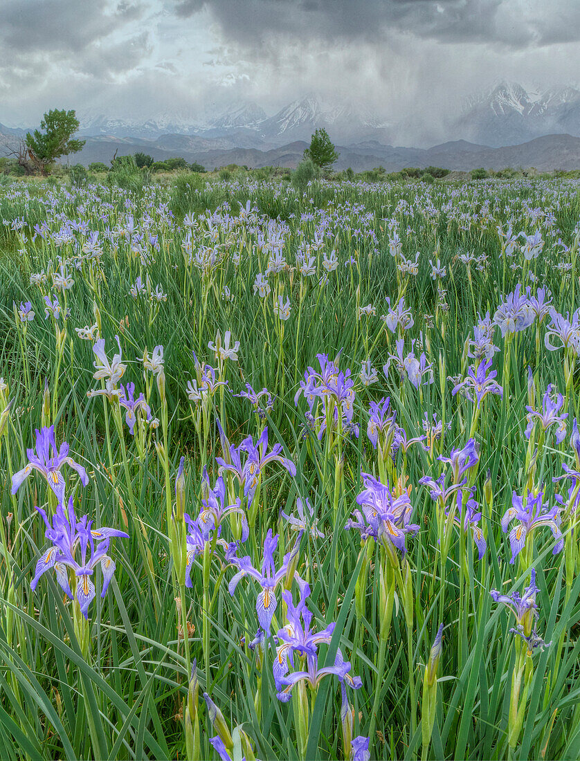 Wilde Iris blüht im Owens Valley, Berge der Sierra Nevada, Kalifornien, USA