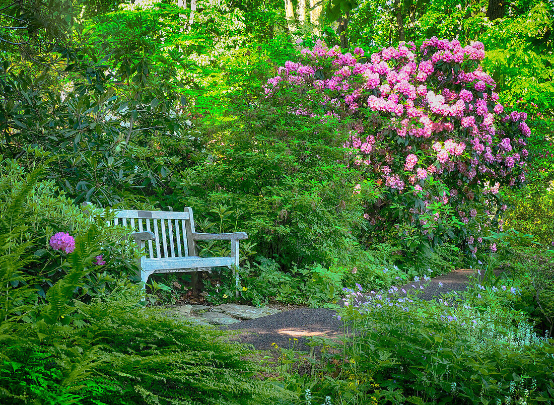 USA, Pennsylvania. Rhododendron and bench in a park setting.