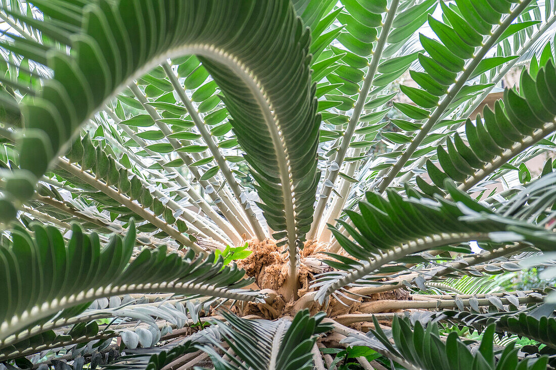 Sagopalme (Metroxylon sagu), USA