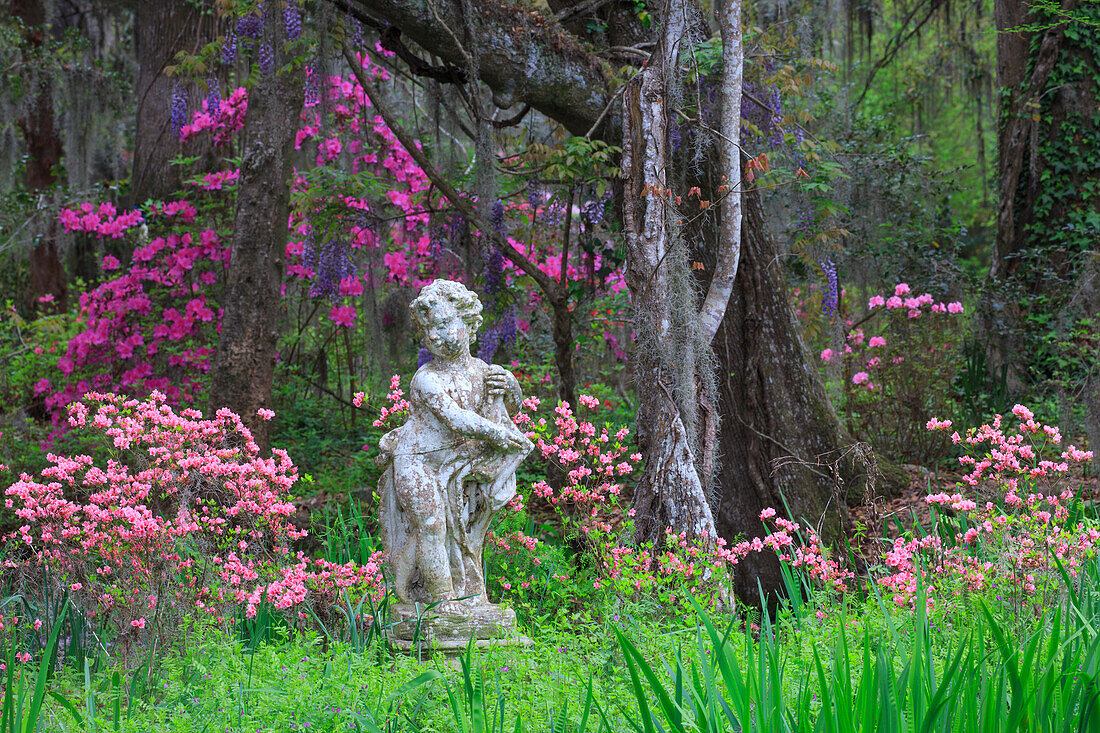 Azaleen und Glyzinien blühen in den Magnolia Gardens, Charleston, South Carolina, USA