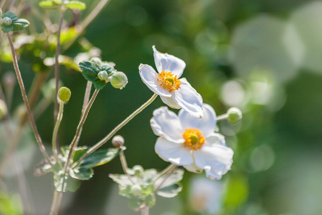 Weiße Blüten im Garten La Mortella in Forio, Insel Ischia, Golf von Neapel, Kampanien, Italien