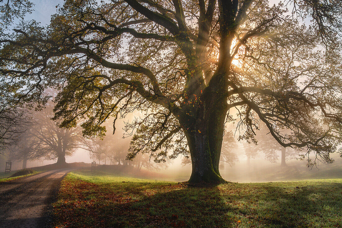 Nebliger Herbstmorgen in der Nähe von Andechs, Bayern, Deutschland