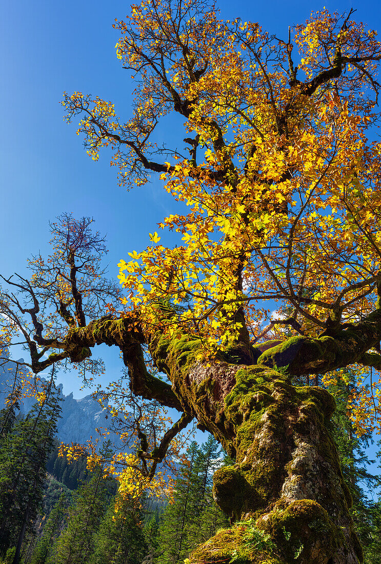 Bergahorn im Oktober, Kleiner Ahornboden, Tirol, Österreich