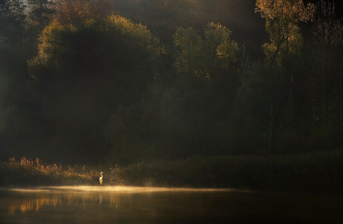 Reiher, Herbstmorgen an der Isar bei Baierbrunn, Bayern, Deutschland