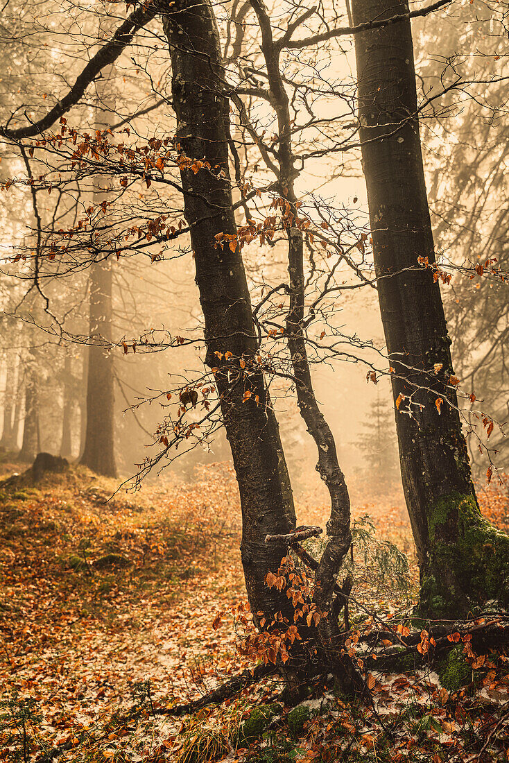 Nebliger Herbstmorgen in einem Wald bei Andechs, Bayern, Deutschland
