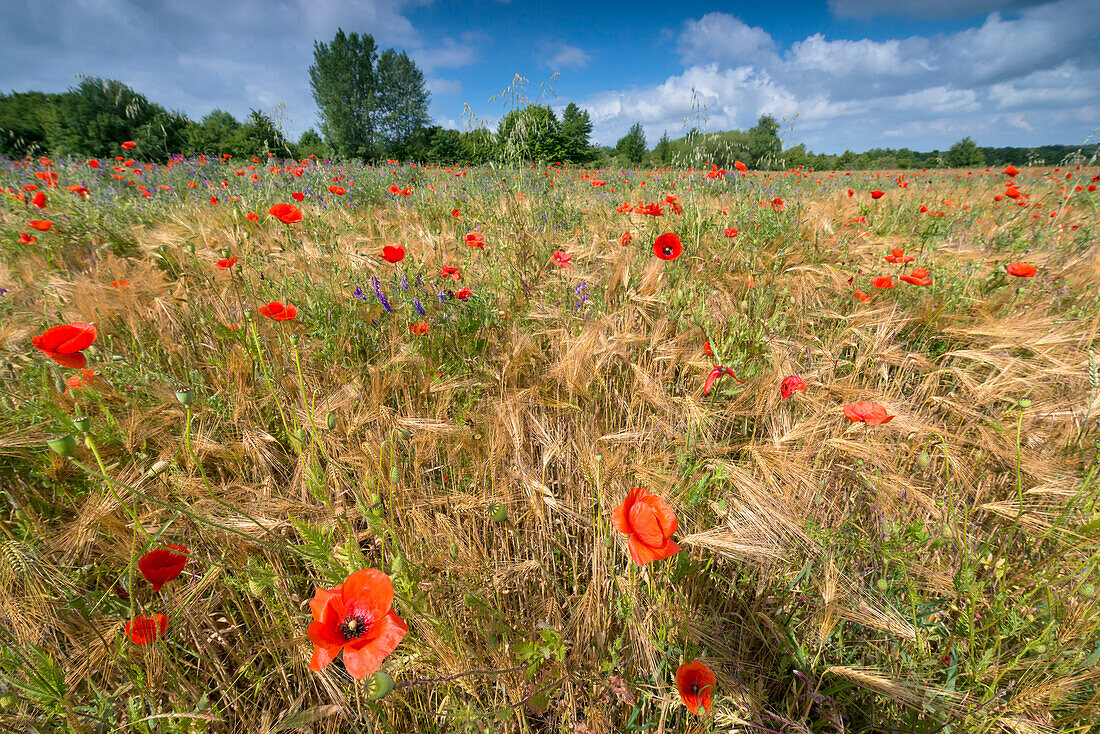 Cornfield with lots of poppies in summer.