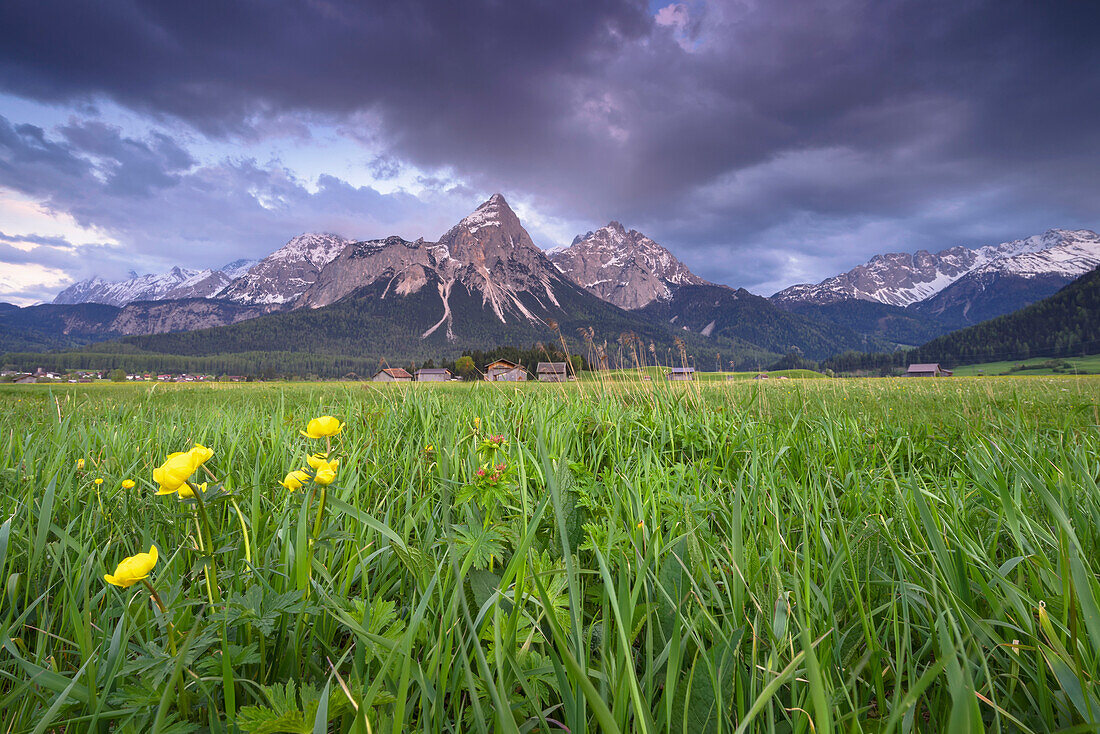 View over an alpine meadow with globe flowers towards the Ehrwalder Sonnenspitze.